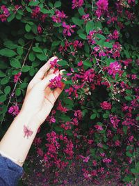 Close-up of woman holding pink flower