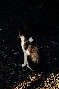 animal