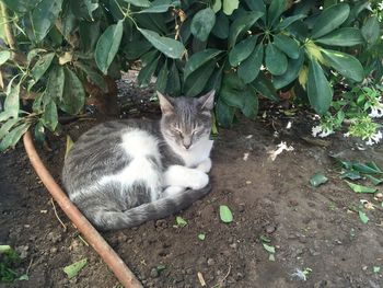 Cat sleeping on field by plants