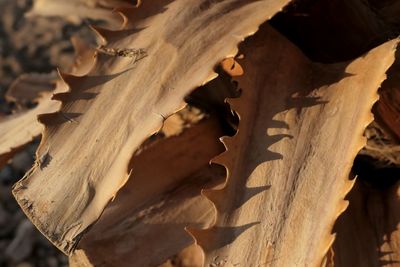 Close-up of dried tree trunk