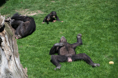 Adult chimpanzee lying on the grass
