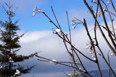 Low angle view of branches against sky