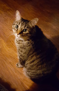 High angle view of cat sitting on wooden floor