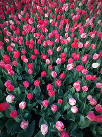 Full frame shot of red flowers