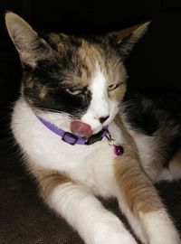 Close-up of cat