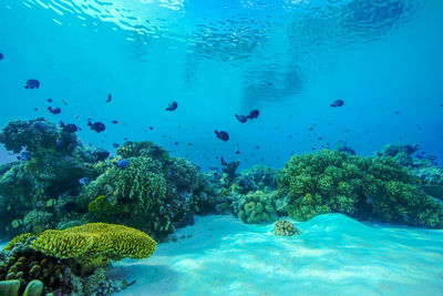 View of fish swimming in sea