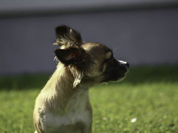 Close-up of a dog looking away