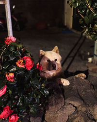 Portrait of a dog on plant