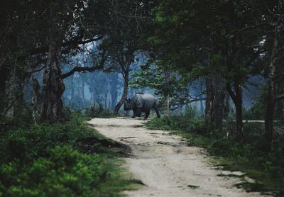 Road amidst trees in forest