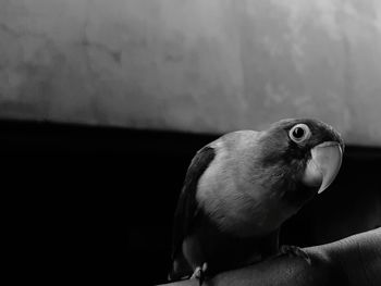 Close-up of bird looking away