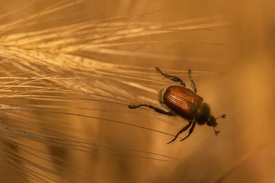 Close-up of insect on plant