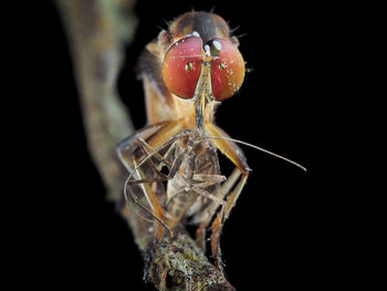 Close-up of insect against black background