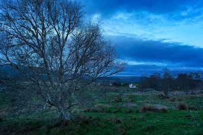 Tree against blue sky