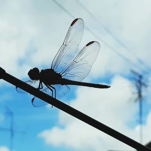 Low angle view of insect on blue sky