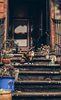 Portrait of a cat sitting on a building