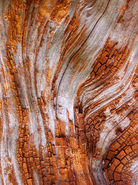 Full frame shot of tree trunk