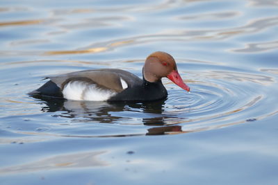 Close-up of duck swimming in lake