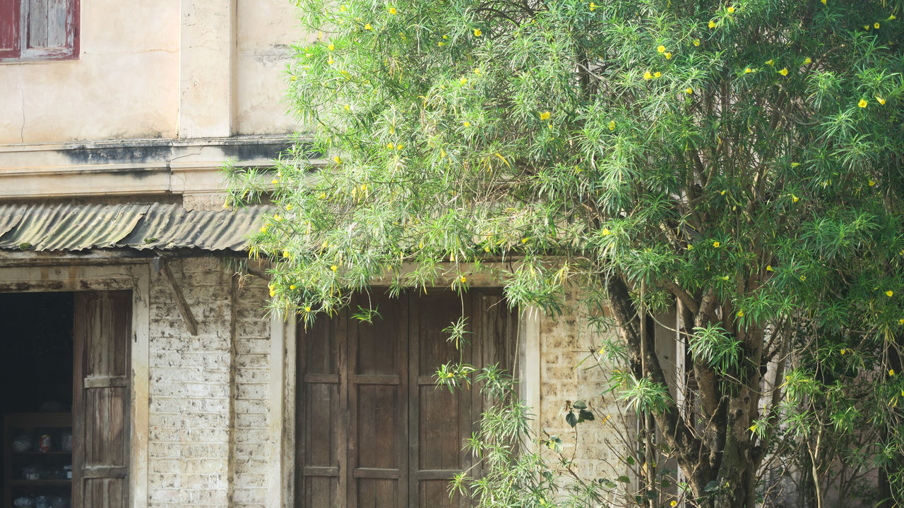 IVY GROWING ON ABANDONED BUILDING