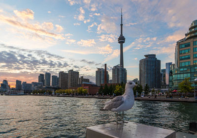 View of seagull with buildings in background