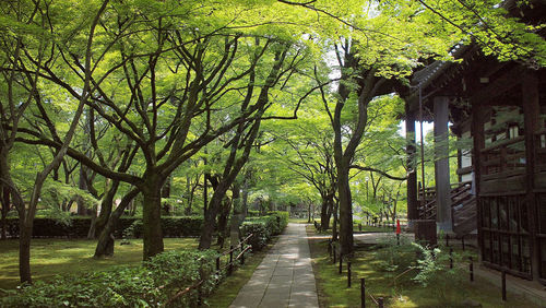 Footpath amidst trees and plants in park