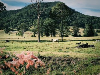 Cows grazing on field against sky