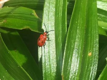 Close-up of insect on leaf