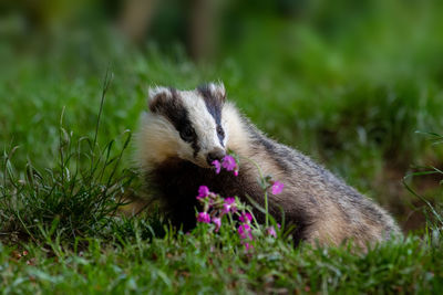 Close-up of a rabbit on field