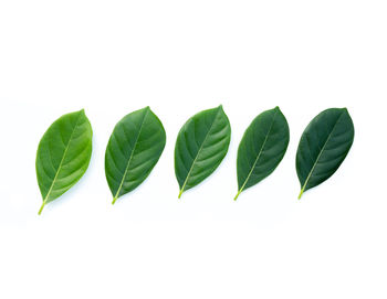 Close-up of leaves against white background