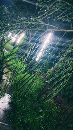 High angle view of plants and trees in lake