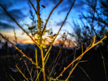 Close-up of wet tree during sunset