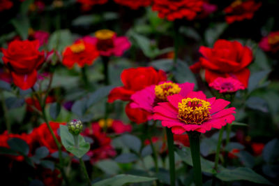 Close-up of red flowering plants