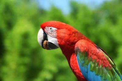 Close-up of a parrot