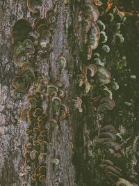 Close-up of ivy growing on tree trunk