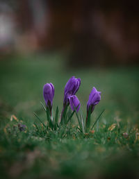 Close-up of purple crocus flowers on field