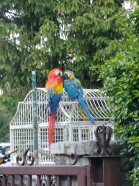 View of parrot perching on tree
