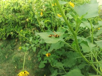 Close-up of spider on web