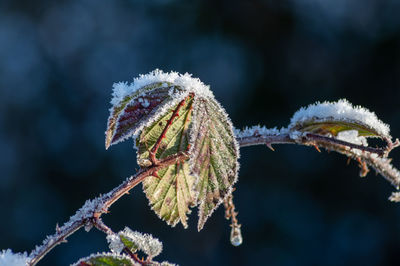 Close-up of frozen plant during winter