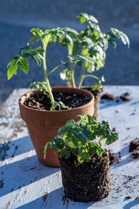 High angle view of potted plant on table