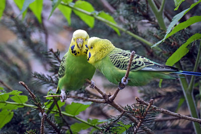 Bird perching on a branch