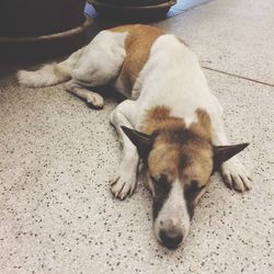 High angle view of stray dog sleeping on footpath