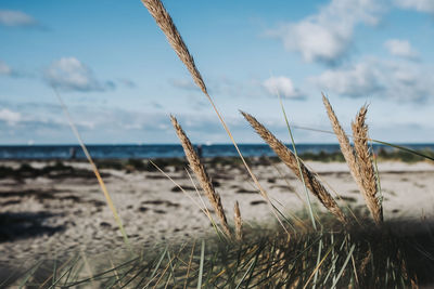 Close-up of stalks on beach against sky