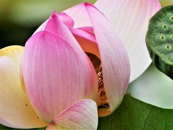 Close-up of pink lily