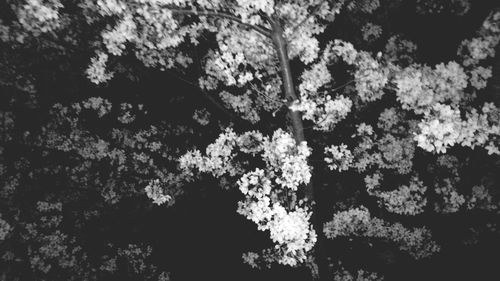 Full frame shot of pink flowers