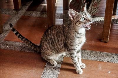 High angle view of cat sitting on floor