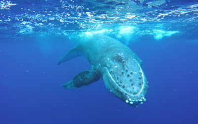 Humpback whale swimming undersea