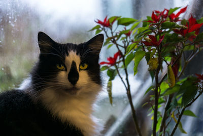 Close-up portrait of cat sitting