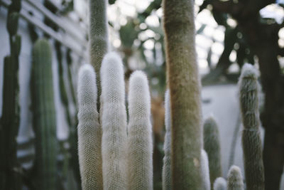 Close-up of tree