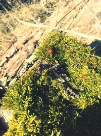 Plants growing on tree trunk