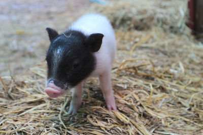 Close-up of pig on field