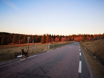 View of dog on road against clear sky